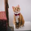 Cat Collars with Bell & Cute Bowtie Adjustable Plaid Polyester Collars for Cats, Kittens & Small Dogs Pet Safety Collar Pet Accessory