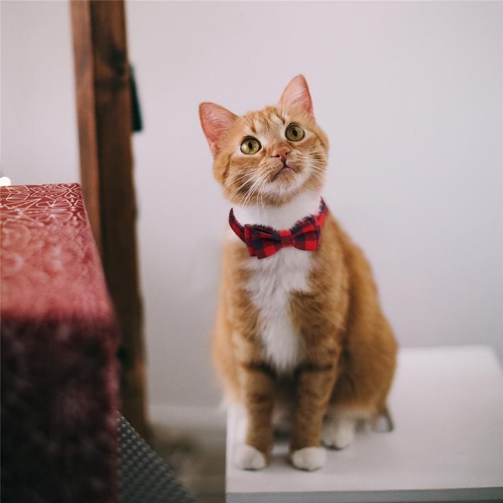 Cat Collars with Bell & Cute Bowtie Adjustable Plaid Polyester Collars for Cats, Kittens & Small Dogs Pet Safety Collar Pet Accessory