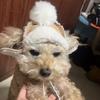 Fashion Warm Cat Flying Hat Windproof with Ear Hole Fluffy Dog Hat Lamb Fur Pet Headwear Photograph