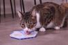 Zolux | Silicone Licking Mat for Cats 18.5x15.5 - Gray