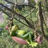 Swing Frog Hanging Ornament Outdoor Garden Tree Hanging Lying Sleeping Frog Statue Figurine Resin Cartoon Animal Sculpture Decoration
