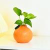 Orange Shaped Vase Small Design Hydroponics Vase Decorative Orange Fruit for Home Office
