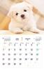 Пушистый щенок (Календарь Impress 2024)