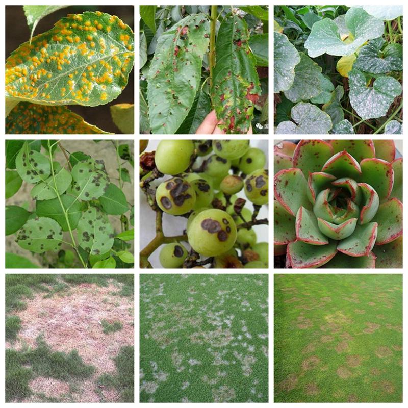 10 г Дифеноконазол Фунгицид Безопасность Растений Стерилизация Дезинфицирующее Средство Сад Бонсай