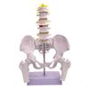 Female Pelvis Model Structure Science Classroom Vertebral Basin PVC Medical