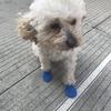 4Pcs Pet Dog Rubber Waterproof Shoe Cover Pet Socks Foot Cover Non Slip Outdoor Puppies Rain Shoes Pet Paw Protectors