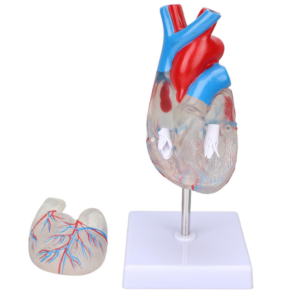 Heart Model Human Transparent Design Multipurpose Heart Teaching Model for Medical Teaching Aids