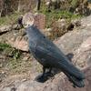 Black Scarer Pigeon Repellent Lifelike Hunting Decoy Outdoor Life Size Crow  Courtyard Garden