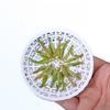 Mingqian Longjing Tea Green Tea Tea New Tea Spring Tea Bulk Tea 250g