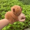 Cartoon Capybara Plush Toy Animal Wristband Stuffed Animals Toy Creative Interactive Toy
