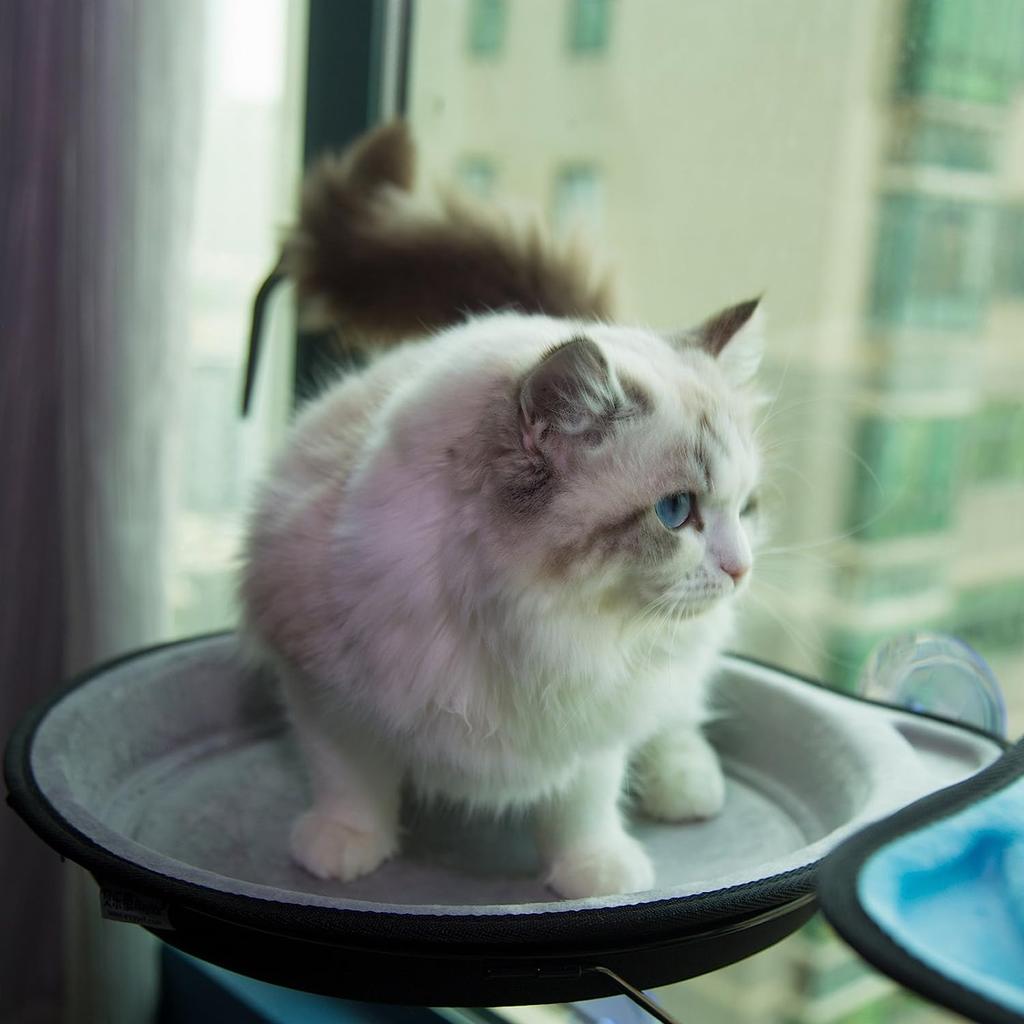 Кошачья кровать на окне, гамак, установленный на окне, кошачий насест, солнечное сиденье для маленькой домашней кошки с присоской
