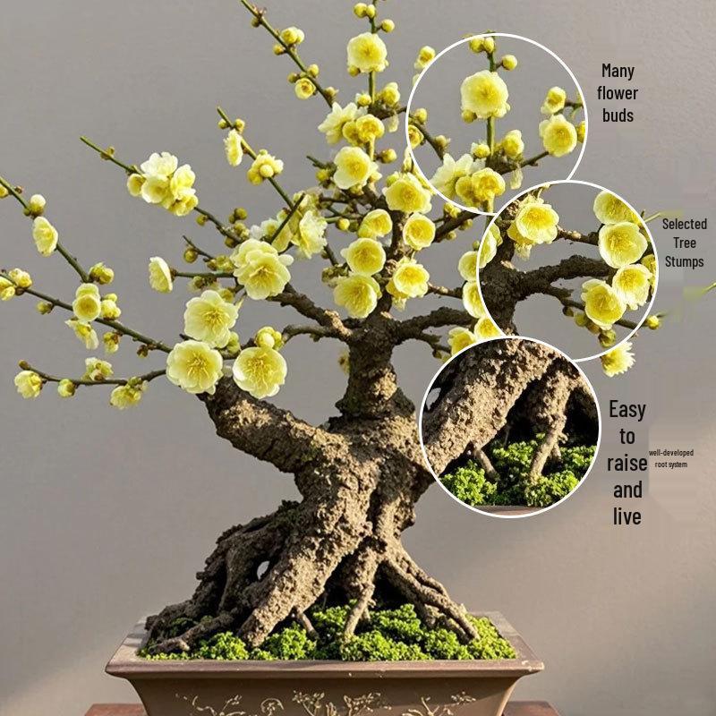 Cold-Resistant Winter Jasmine Bonsai with Old Trunk for Indoor or Balcony Decor - Red & Green All Season