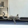 Фигурка ленивого спящего кота 3D-печать Мягкая Милая Настольное украшение Моделирование Настольное украшение для крепления на монитор