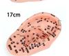 Модель рефлекторной зоны ушной акупунктурной точки 13 см - 18 см для акупунктуры и меридианной терапии