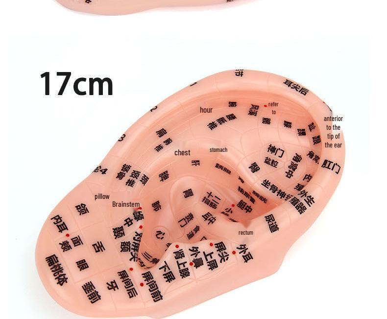 Модель рефлекторной зоны ушной акупунктурной точки 13 см - 18 см для акупунктуры и меридианной терапии