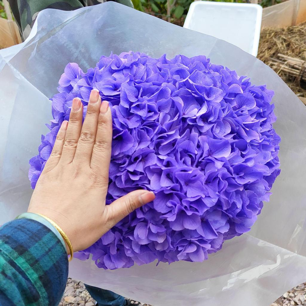 Multi-Color Preserved Bigleaf Hydrangea Single Stem Flower Bouquet for Home Decoration