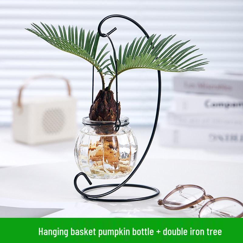 Indoor Desktop Murraya: Easy-Care Blooming Green Hydroponic Plants for Office & Living Room