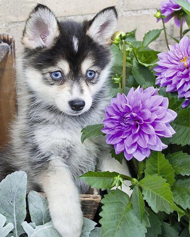 5D DIY Круглая/квадратная алмазная живопись Носорог животное Алмазная вышивка Набор для вышивки крестом Кошка Мозаичная картина Алмазное украшение подарок