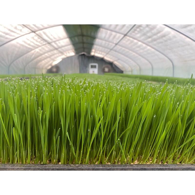 Органическая капуста, свежая зелень, сельдерей, свекла, ростки пшеницы, ростки ячменя, морковь, одуванчик, ингредиенты зеленого сока, органическая капуста 500 г, 1 шт.