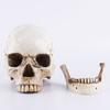 Human Model Halloween Head 1 Skeleton Resin Life Size Skulls Lifesize Decor Realistic Crafts Decorations Movable Halloween Decorations