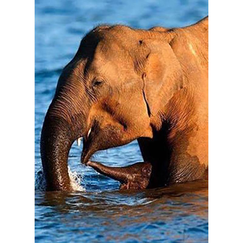 Слон DIY 5D алмазная живопись полная круглая дрель животное Алмазная вышивка крестиком мозаика наборы настенное искусство домашний декор