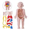 Детский Монтессори 3D Пазл Модель Анатомии Человеческого Тела Обучающая Орган Сборная Игрушка Тело Учебное Пособие Для Детей