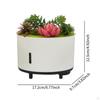 Aroma Diffuser for Essential Oils, Humidifier with Light, Artificial Plant, Music,