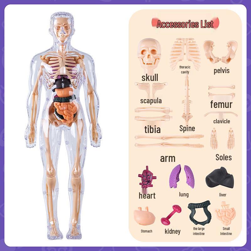 Набор 3D-модели человеческого скелета для детской образовательной анатомии и медицинского обучения