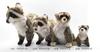 HANSA Raccoon Plush Toy 45x15x30cm Acrylic 190422
