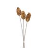 Protea Dried Plant