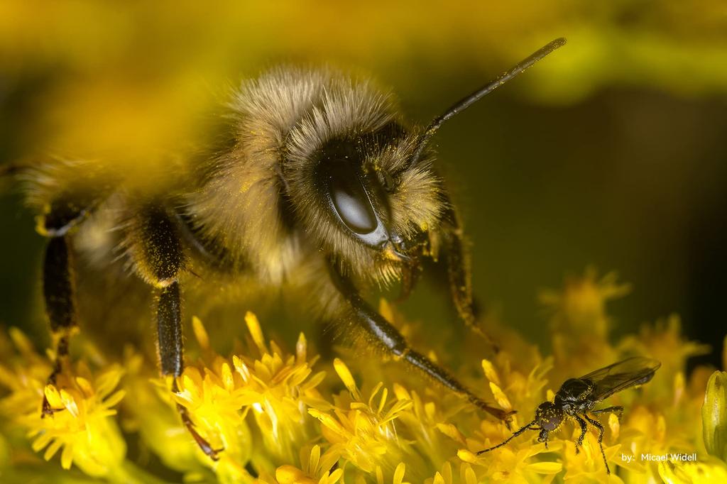 TTArtisan 40mm Макро Объектив с Фиксированным Фокусным Расстоянием Совместимый с Sony E Макро Объектив с Ручной Фокусировкой для Беззеркальных Компактных и Фотографии для и Натюрморта от Meisho Optical