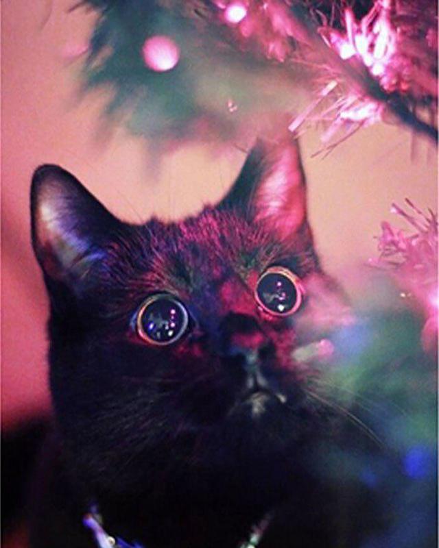 5d алмазная живопись Blackwing Demon женщина Алмазная вышивка маленькие черепахи животные фотографии из стразов мозаика домашний декор