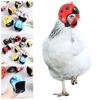 Pet Supplies Sun Rain Protection Hats Chicken Helmet Pet Protective Headgear Bird Protect Cap