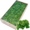 20g Fake Flower Moss Grass Artificial Green Plant Immortal Living Room Decorative Wall DIY Flower Accessories