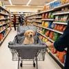 Portable Pet Stroller Cushion Cover Waterproof Shopping Cart Pet Cover  Grocery Cart