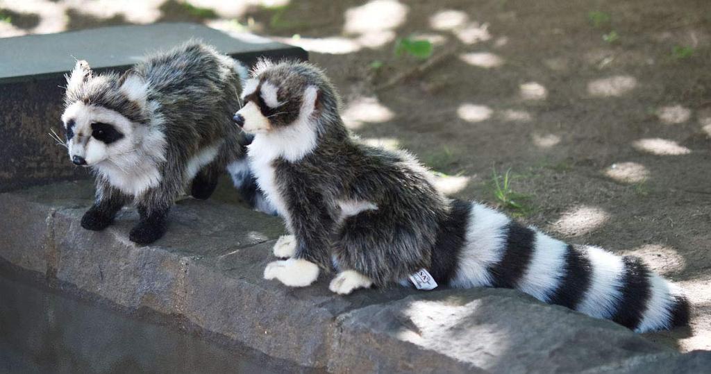 BH4248 HANSA Raccoon 25