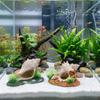 Conch Shape Fish Hideaway Cave Resin Fish Tank Ornaments Shrimp Hiding House  Small Fish Tank