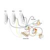 Звукосниматели Ogdni Alnico 5 для Strat, Одиночные звукосниматели для грифа/среднего/бриджа гитары, Кремовые, для электрогитар Strat и Squier (белый)