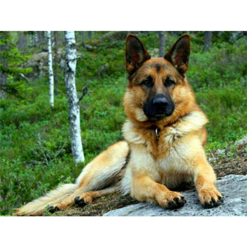 5D DIY алмазная живопись животное собака горный хрусталь художественная картина овчарка Алмазная вышивка горный хрусталь мозаика домашний декор подарочный комплект