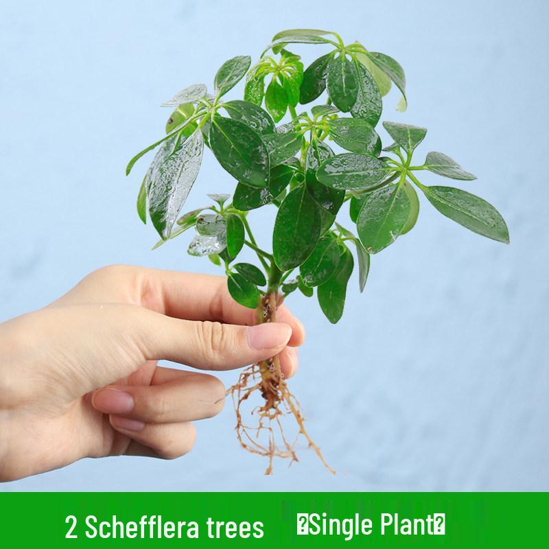 Indoor Desktop Murraya: Easy-Care Blooming Green Hydroponic Plants for Office & Living Room