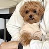 Comfortable Pet Clothes Pullover Design Puppy Costume New Dog Apparel  Outdoor