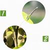 Grafting Tape Floristry Pruner For Parafilm Strecth