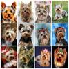 Diamond Painting Kit Yorkshire Terrier Dog Embroidery Animal Mosaic Cross Stitch Full Square Round Home Decor