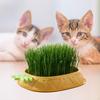 Кашпо для кошачьей травы для выращивания в помещении