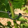 Grape & Kiwi Vine Tying Clip: Durable Agricultural Plastic Hook