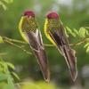 Outdoor Decor Simulation Feather Bird Garden Forest Flower Decoration Bird Foam Feather Products FakeBird Garden Decoration