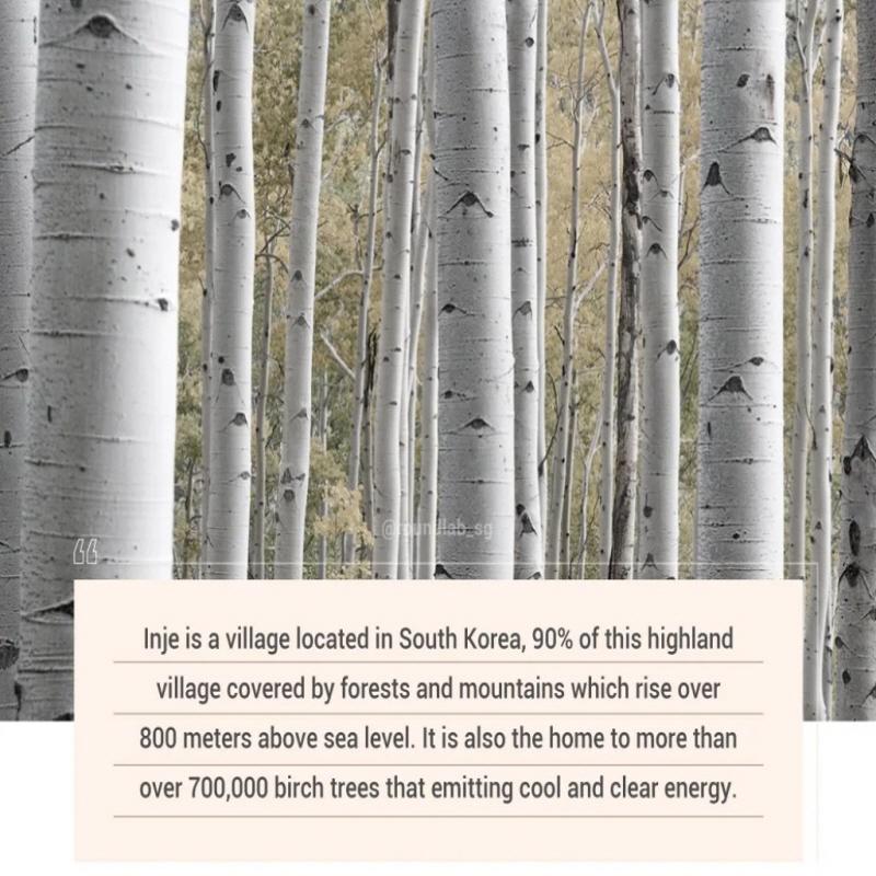 ROUND LAB Солнцезащитный крем Birch Moisture Tone-Up 50 мл