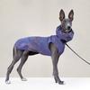 Waterproof Dog Raincoat With Detachable Cape Hood Large Breeds Outdoor Use