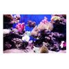 Плакат с 3D-эффектом из кораллов Seaworld для украшения аквариума 122 x 61 см
