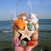 1 Bag Natural Seashells Mixed Ocean Shells Starfish Conch Various Sizes Seashells Set for DIY Crafts Beach Theme Party Fish Tank Filling